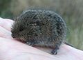 East European vole