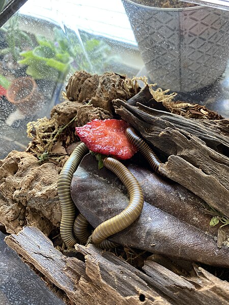 File:Millipedes eating a strawberry.jpg