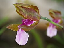 Miltonia russellianaThis is the less showy of Miltonia species because its sepals and petals do not really open, being always bent over the column, revealing only the lighter tip of its purple labellum.