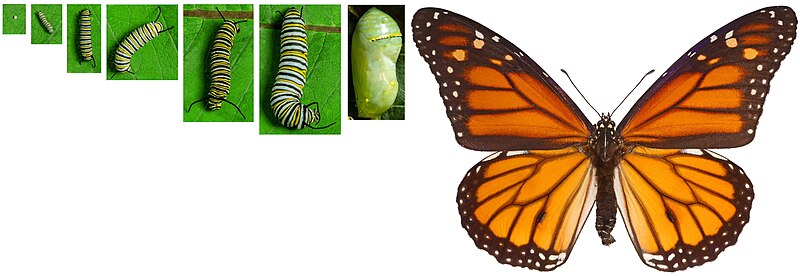 File:Monarch life-cycle.jpg