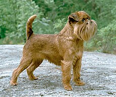 Immagini Stock - Cane Grifone Di Bruxelles Con Un Asciugamano Nella Vasca  Da Bagno Durante Una Spa O Un Trattamento Benessere Foto Di Alta Qualità.  Image 190267884