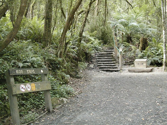 The 1000 steps in Upper Ferntree Gully
