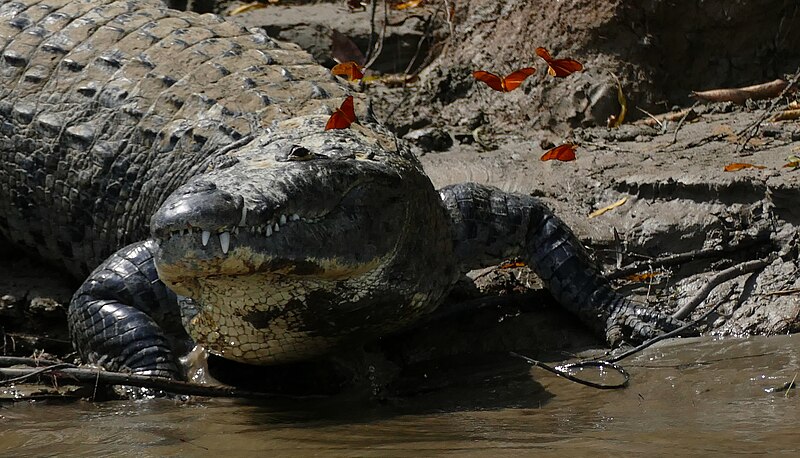 File:Morelet's Crocodile (Crocodylus moreletii) big male going to the water - Chiapas 2020.jpg