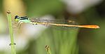 モートンイトトンボのオス Mortonagrion selenion