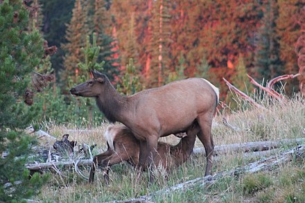 Elk mother nursing her calf