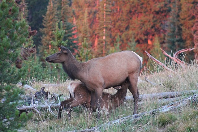 File:Mother_Elk_Nursing_Her_Calf.JPG