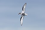 Thumbnail for Mottled petrel