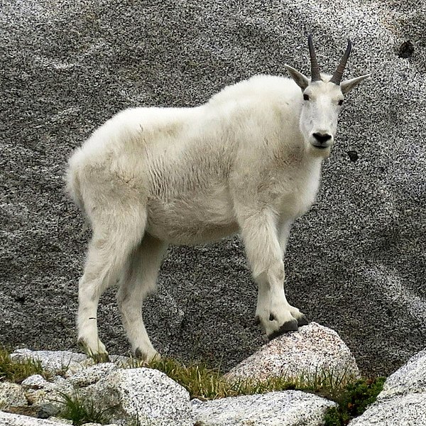Mountain goat (Oreamnos americanus) in The Enchantments Basin