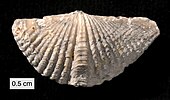 Fossilized shell of the Devonian brachiopod Mucrospirifer Mucrospirifer mucronatus Silica Shale.JPG