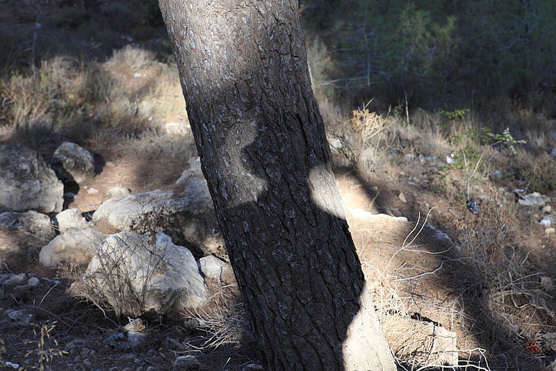 File:My Shadow on a Pine Trunk in Jerusalem Forest (4) (7779776358).jpg