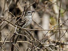 Myiophobus crypterythrus - Mouse-gray Flycatcher (cropped).jpg
