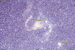 NGC 1910 DSS.jpg