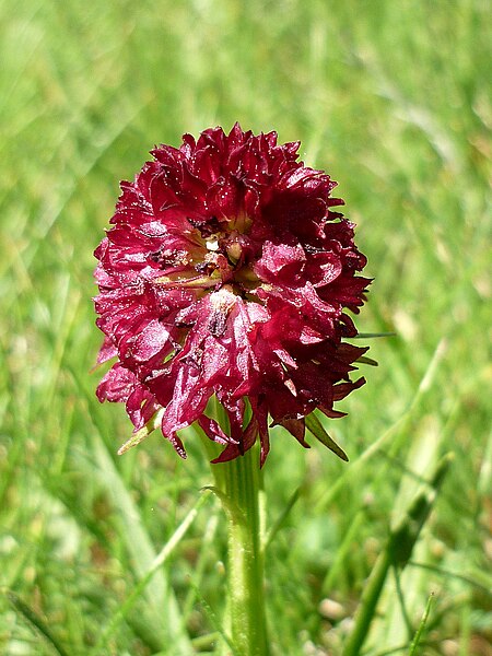 File:NIGRITELLA NIGRA - PRADELL.JPG