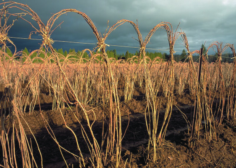 File:NRCSOR00008 - Oregon (5715)(NRCS Photo Gallery).jpg