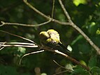 Bellbird preening, trying to dislodge unwanted transmitter and aerial