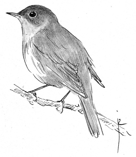 File:Nachtegaal Luscinia megarhynchos Jos Zwarts 5.tif