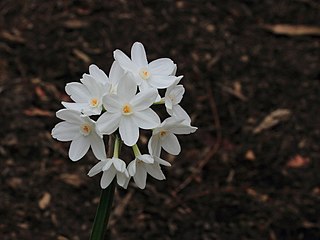 <i>Narcissus papyraceus</i> species of plant