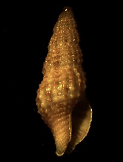 <i>Nassarina</i> genus of molluscs