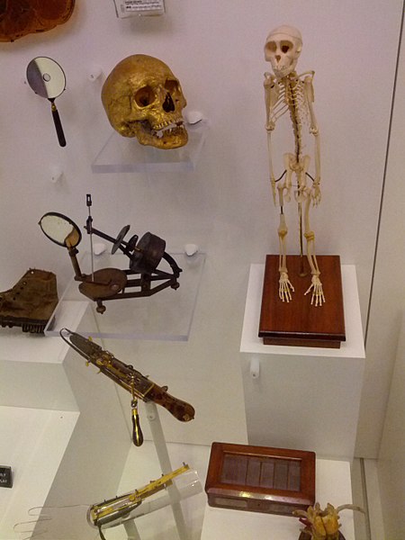 A typical display case at the museum. Clockwise from top right: the skeleton of Able, a rhesus macaque who was among the first primates ever to be sen