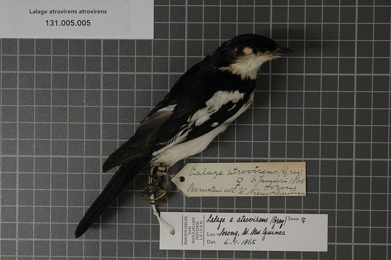 File:Naturalis Biodiversity Center - RMNH.AVES.124052 1 - Lalage atrovirens atrovirens (Gray, 1862) - Campephagidae - bird skin specimen.jpeg