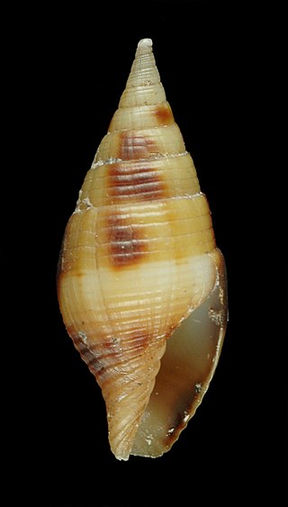 <i>Nebularia contracta</i> Species of gastropod