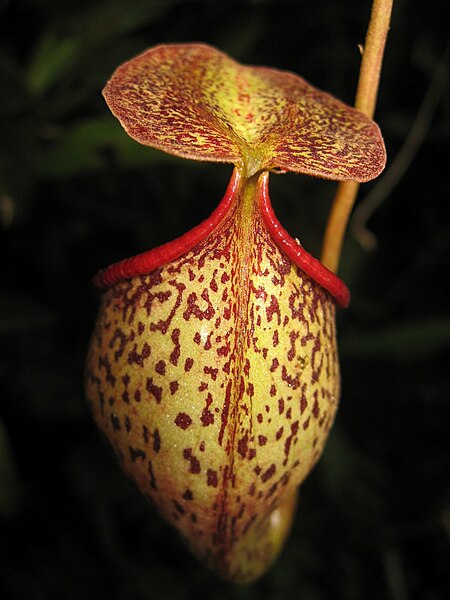 File:Nepenthes talangensis7.jpg