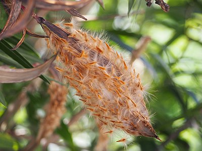 Nerium oleander, Oleander pospolity, 2023-02-22