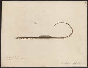 Nerophis papacinus - 1700-1880 - Print - Iconographia Zoologica - Special Collections University of Amsterdam - UBA01 IZ14500025.tif