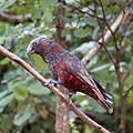 N. meridionalis, Karori Wildlife Sanctuary, Wellington, Yeni Zelanda