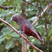 Nestor meridionalis -Karori Wildlife Sanctuary, Wellington, New Zealand-8.jpg