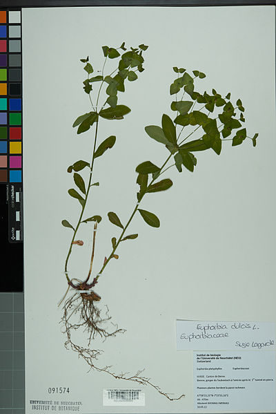 File:Neuchâtel Herbarium - Euphorbia dulcis - NEU000039394.jpg