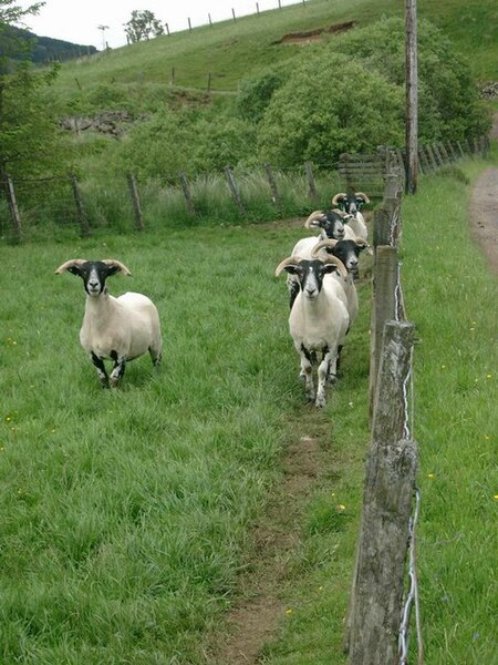 File:Newly shorn hogs at Snar Farm - geograph.org.uk - 191308.jpg