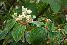 Miconia pustulata Niguito lloron (Miconia pustulata) (14728715572).jpg