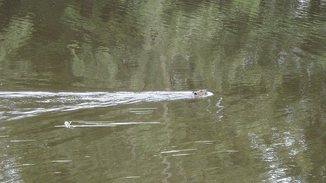 North American Beaver (Castor canadensis)