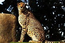 Northeast African cheetah Northeast African cheetah.jpg