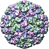 X-ray crystallographic structure of the Norwalk virus capsid