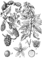 Hmelj (Húmulus Lúpulus.) Illustration #107 in: Martin Cilenšek: Naše škodljive rastline, Celovec (1892)