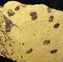 Fossilised seeds of +Nuphar carlquistii Nuphar carlquistii seeds 01a.jpg