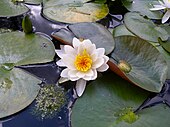 Nymphaea odorata