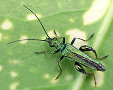 Oedemera nobilis, originally described as Cantharis nobilis Oedemera nobilis02.jpg