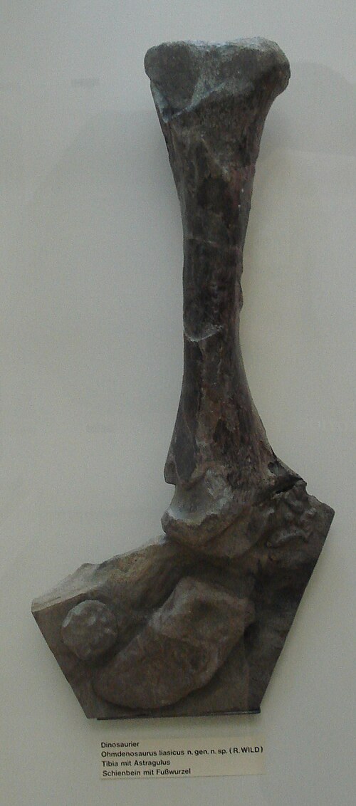 Ohmdenosaurus