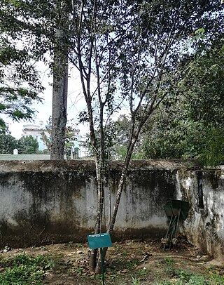 <i>Olea capensis <span style="font-style:normal;">subsp.</span> macrocarpa</i> Species of plant