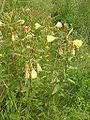 Oenothera glazioviana