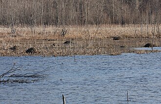 Quand le rat musqué se sent en sécurité là où l'eau affleure, il construit des huttes, mais le plus souvent il vit dans des terriers