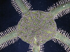 File:Ophiarachna incrassata - AM J17504 - 01.jpeg (Category:Echinoderms of Queensland)