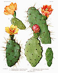 Miniatura para Opuntia boldinghii