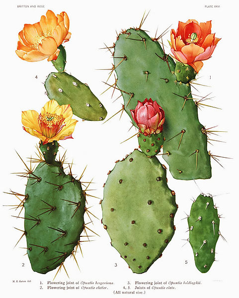 File:Opuntia15 filtered.jpg