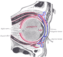 Orbital septum.png