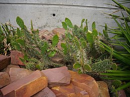 Jardín climático de cactáceas