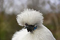 * Nomination A Silkie is a minature ornamental hen--Benjamint 09:34, 18 June 2007 (UTC) * Decline too much empty space arround the main subject. i would promote a croped version-LadyofHats 12:38, 22 June 2007 (UTC)